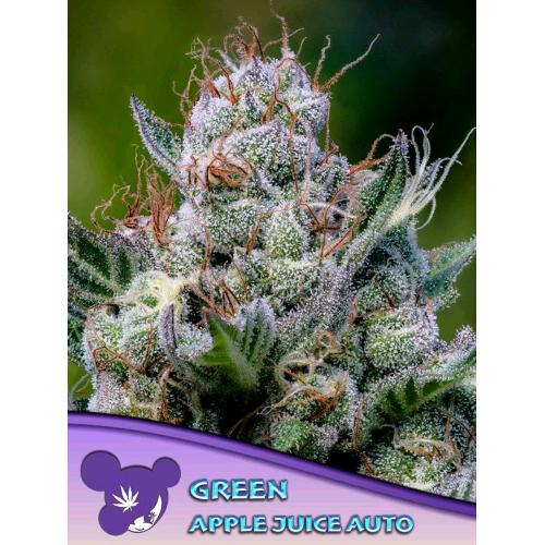 ANESIA SEEDS - GREEN APPLE JUICE AUTO - 25 SEMI
