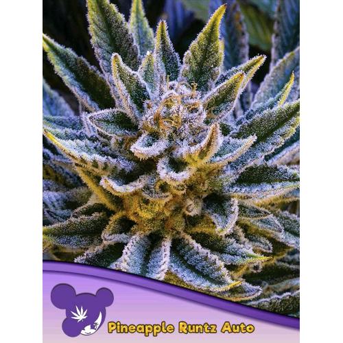 ANESIA SEEDS - PINEAPPLE RUNTZ AUTO - 25 SEMI
