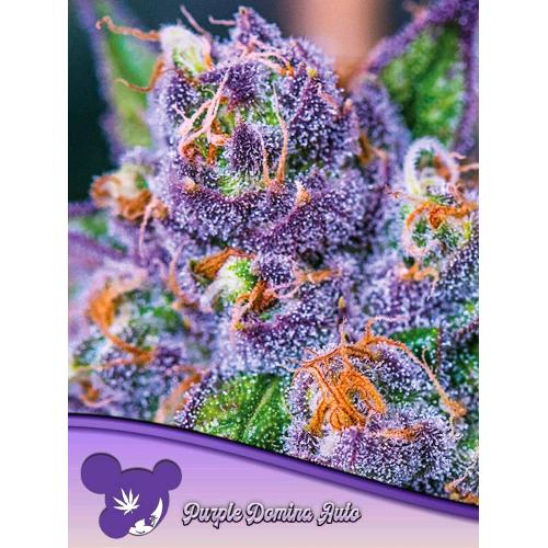 ANESIA SEEDS - PURPLE DOMINA AUTO - 25 SEMI