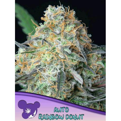 ANESIA SEEDS - RAINBOW DONUT AUTO - 25 SEMI