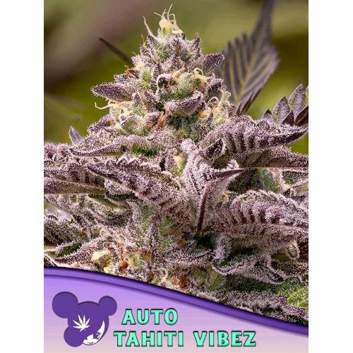 ANESIA SEEDS - TAHITI VIBEZ AUTO - 25 SEMI