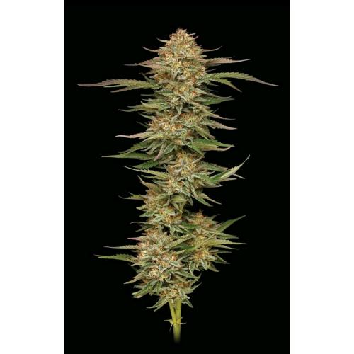HUMBOLDT SEED COMPANY - ORANGE CREAMPOP FEM - 5 SEMI