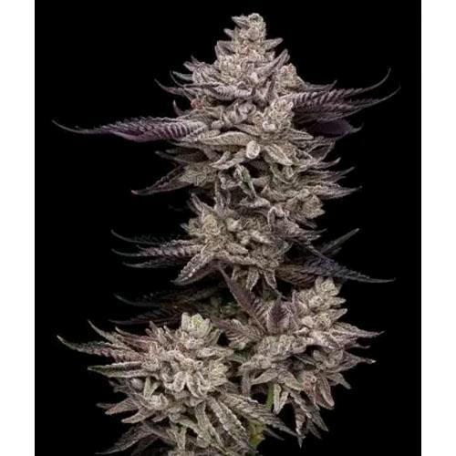COMPOUND GENETICS - EL VALLE HAZE FEM - 5 SEMI