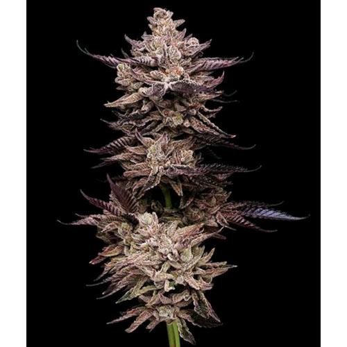 COMPOUND GENETICS - FROSTED FUJIS FEM - 5 SEMI