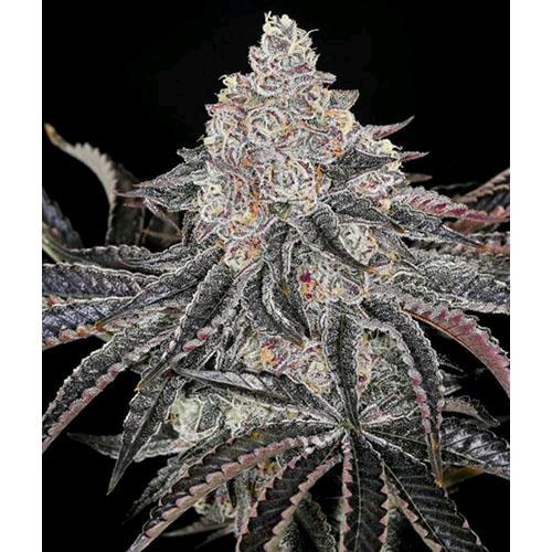 COMPOUND GENETICS - PERMAFUNK FEM - 5 SEMI