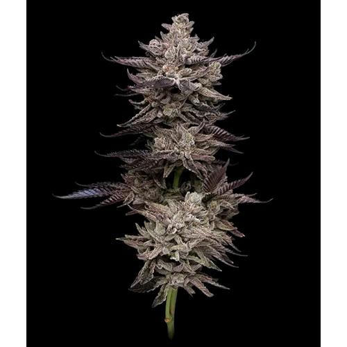 COMPOUND GENETICS - ANIMORPH MINTS FEM - 5 SEMI