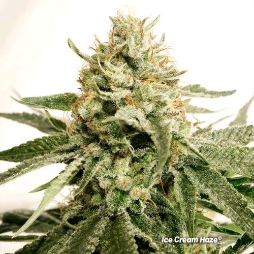 DUTCH PASSION - ICE CREAM HAZE  FEM - 3 SEMI