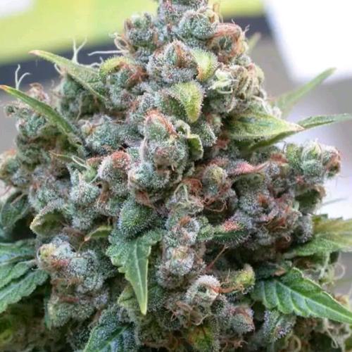 DUTCH PASSION - WHITE WIDOW REGOLARI - 10 SEMI