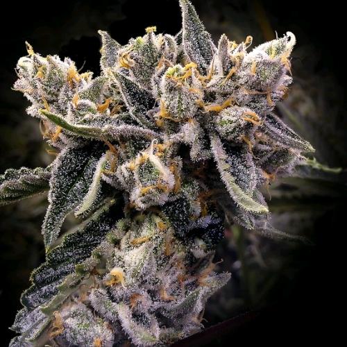 DNA GENETICS - BRUISED BANANA FEM - 10 SEMI