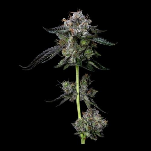 DNA GENETICS - FOUR PROPHETS FEM - 10 SEMI