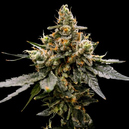 DNA GENETICS - GAZ MONEY FEM - 10 SEMI