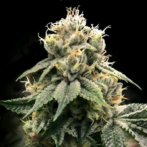 DNA GENETICS - CHOCOLATE TRUFFLE SHUFFLE FEM - 10 SEMI