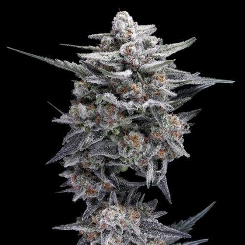 DNA GENETICS - HG23 AKA MICHAEL JORDAN FEM - 10 SEMI
