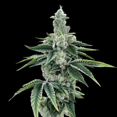 DNA GENETICS - RECON 2.0 FEM - 10 SEMI