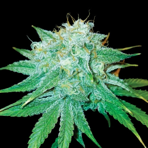 DNA GENETICS - THE STINKING ROSE FEM - 10 SEMI