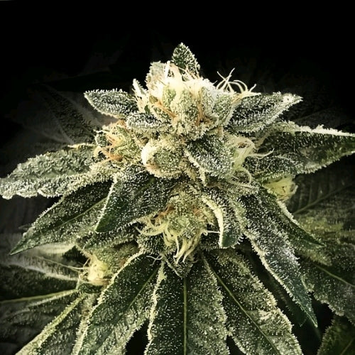 DNA GENETICS - WHITE CHOCOLOPE  FEM - 10 SEMI