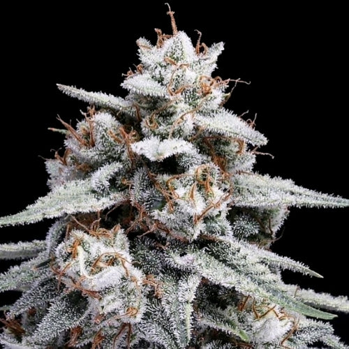 DNA GENETICS - SKYWALKER KUSH AUTO - 10 SEMI