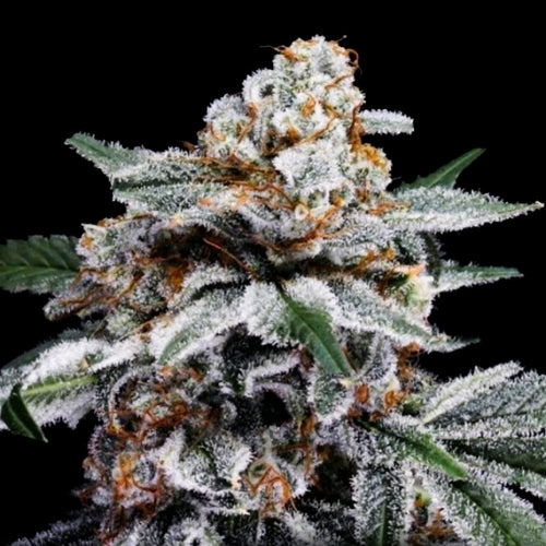 DNA GENETICS - CANELO AUTO - 5 SEMI