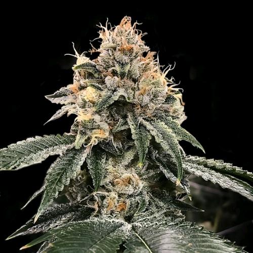 DNA GENETICS - HG23 AKA MICHAEL JORDAN AUTO - 5 SEMI