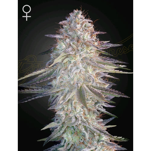GREEN HOUSE - SUPER LEMON HAZE X PINK CANDY - 5 SEME