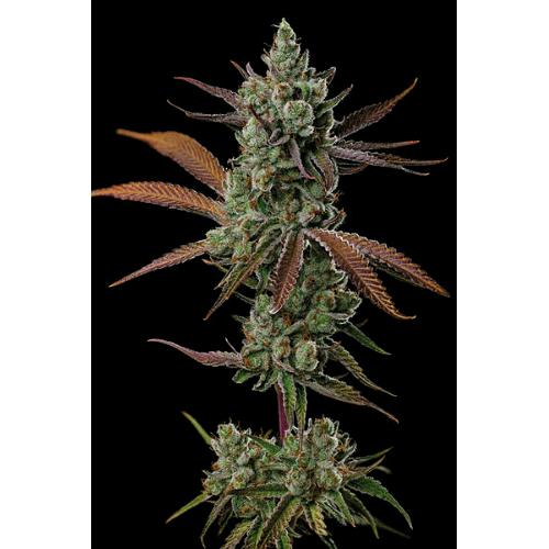 SEED STOCKERS - SAGRADA AMNESIA FEM - 3 SEMI