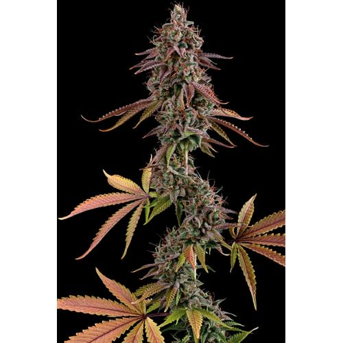 SEED STOCKERS - GRANNY'S HOME FEM - 3 SEMI