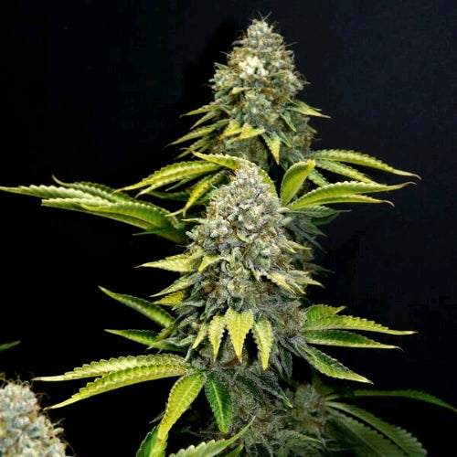ROYAL QUEEN SEEDS - ROYAL OG KUSH  FEM - 10 SEMI