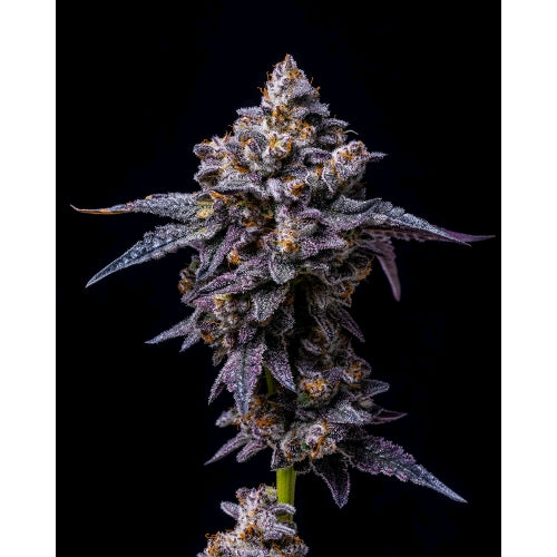 COOKIES SEED BANK - HOLLYWOOD - LEMON CHERRY GELATO X RUNTZ - 6 SEMI