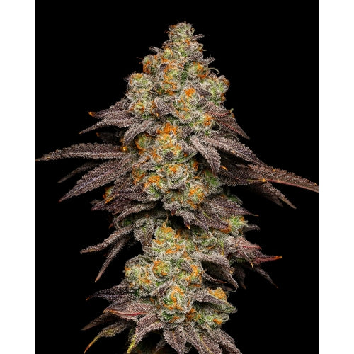COOKIES SEED BANK - BIG Z FEM - 3 SEMI