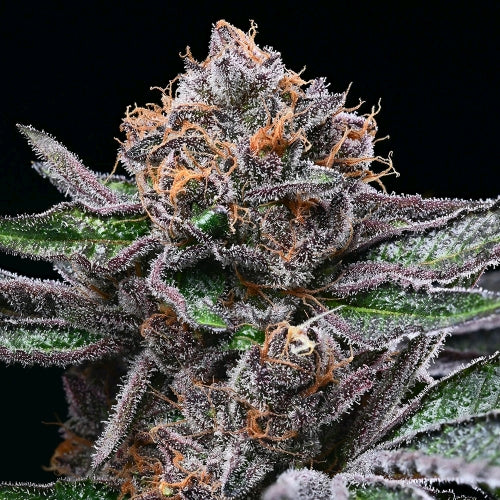 COOKIES SEED BANK - CANDY CANDY FEM - 3 SEMI