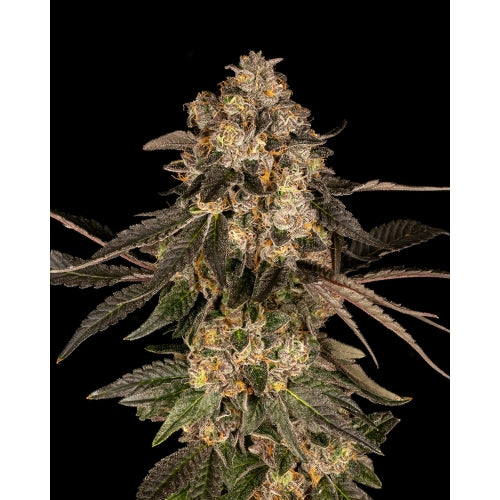 COOKIES SEED BANK - CHERRY FRITTER FEM - 6 SEMI