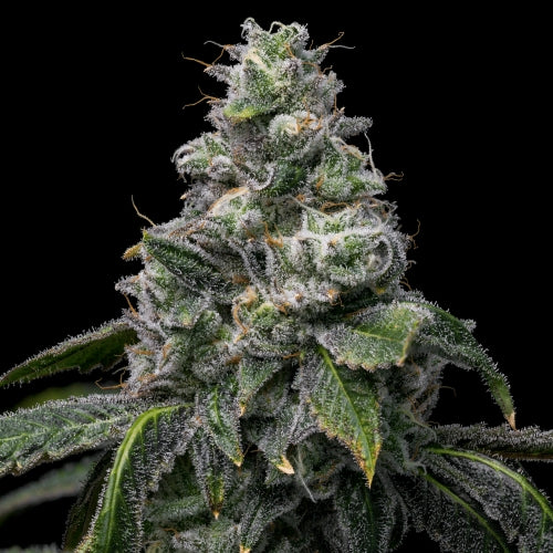 COOKIES SEED BANK - UK CHEESE X HOLLYWOOD FEM - 6 SEMI