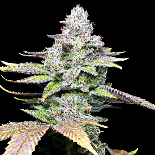 COOKIES SEED BANK - WET WET FEM - 3 SEMI