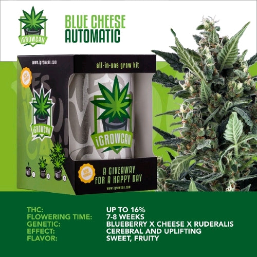 ROYAL QUEEN SEEDS - IGROWCAN - ROYAL DWARF