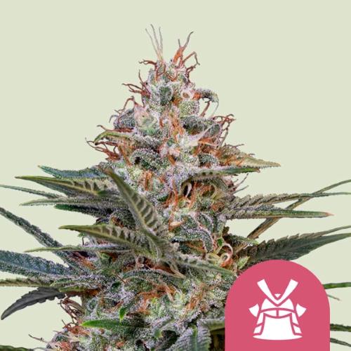 ROYAL QUEEN SEEDS - SHOGUN FEM - 200 SEMI BULK