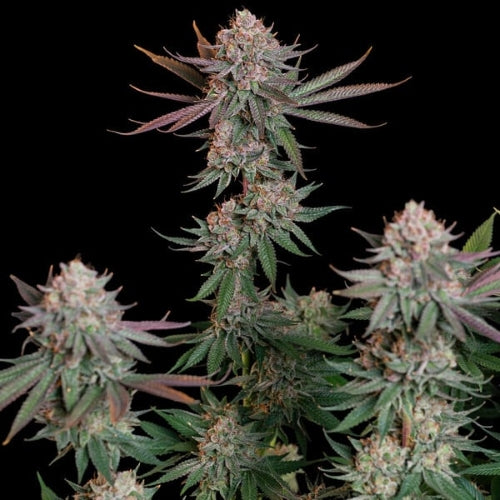 NEW - ROYAL QUEEN SEEDS - PINK RUNTZ FEM - 1 SEME