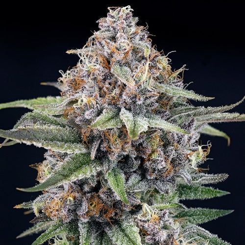 RIPPER SEEDS - EYEBALLZ - 1 SEME