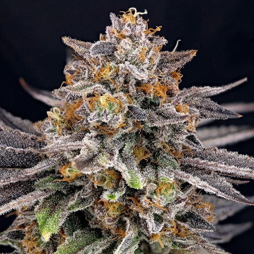 RIPPER SEEDS - CANDYGAZ- 5 SEMI