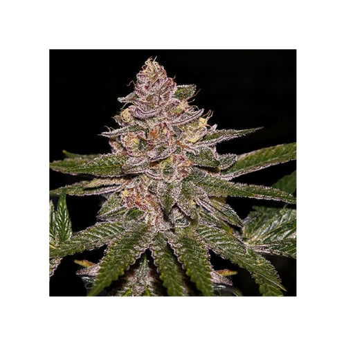 RIPPER SEEDS - RADICAL JUICE AUTO FEM -  3 SEMI