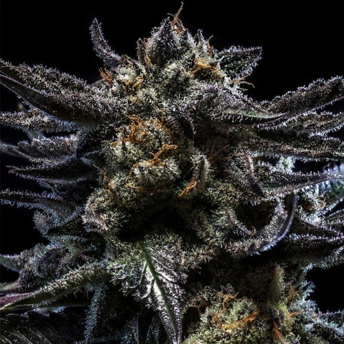 RIPPER SEEDS - ZOMBIE KUSH AUTO FEM - 5 SEMI