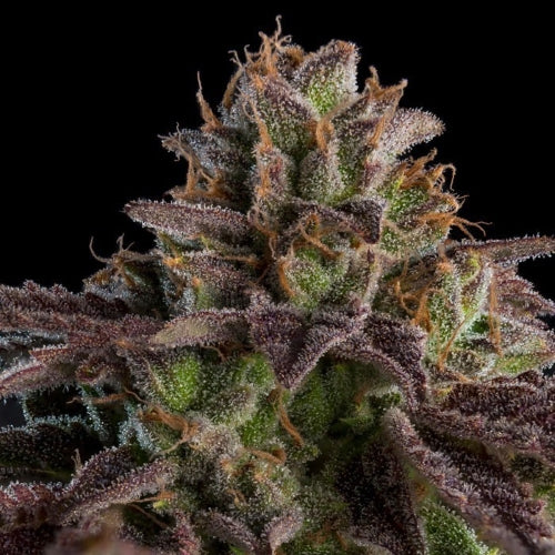 RIPPER SEEDS - KMINTZ AUTO FEM -  3 SEMI