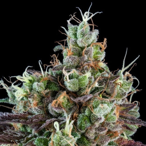 RIPPER SEEDS - SOUR RIPPER AUTO FEM -  5 SEMI