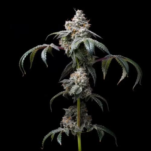 COOKIES SEED BANK - DIRTY DIANA FEM - 6 SEMI
