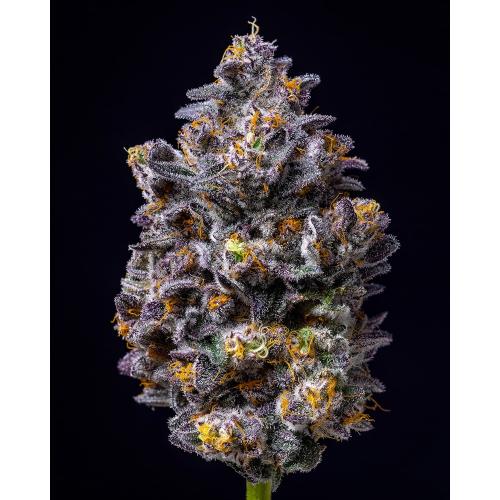 COOKIES SEED BANK - LEMON CHERRY POP FEM - 3 SEMI