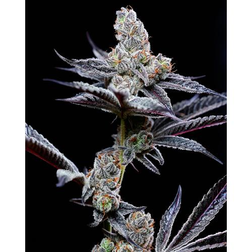 COOKIES SEED BANK - MIND FUCK FEM - 3 SEMI