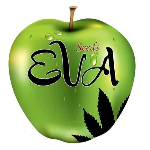 EVA SEEDS - TNT KUSH CBD - 3 SEMI