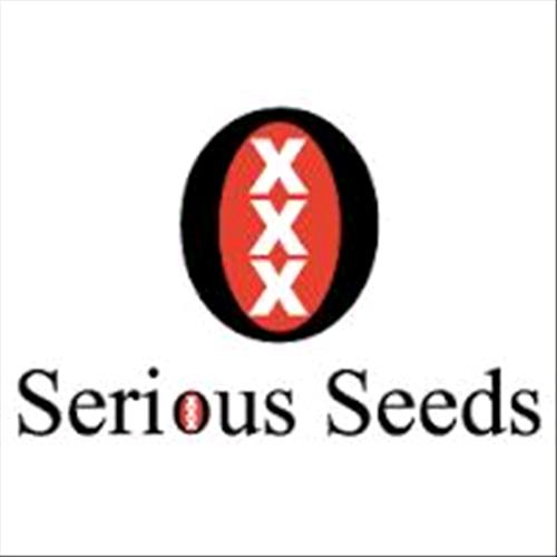 SERIOUS SEEDS - DOUBLE DUTCH - 6 SEEDS