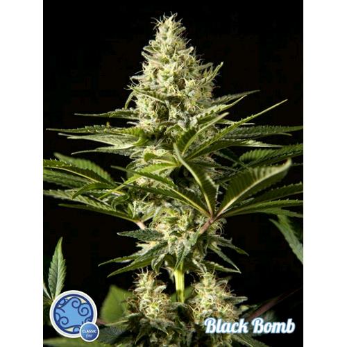 PHILOSOPHER SEEDS - BLACK BOMB - 1 SEME