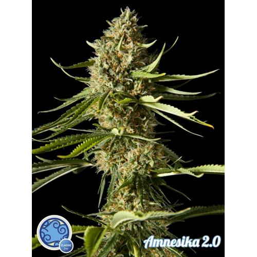 PHILOSOPHER SEEDS - AMNESIKA 2.0 - 1 SEME