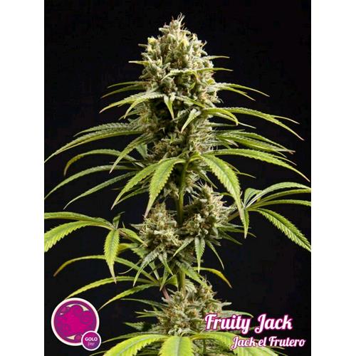 PHILOSOPHER SEEDS - FRUITY JACK - 3 SEMI